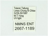 叉紋閃舞蛾藏品圖，第3張