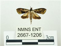 叉紋閃舞蛾藏品圖，第1張