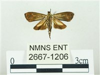 叉紋閃舞蛾藏品圖，第2張