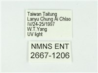 叉紋閃舞蛾藏品圖，第3張