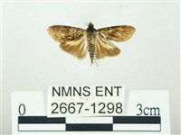 叉紋閃舞蛾藏品圖，第1張