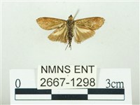 叉紋閃舞蛾藏品圖，第2張