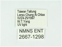 叉紋閃舞蛾藏品圖，第3張