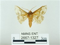 琉球雲紋網蛾藏品圖，第1張