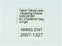 琉球雲紋網蛾藏品圖，第3張