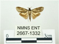 叉紋閃舞蛾藏品圖，第1張