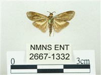 叉紋閃舞蛾藏品圖，第2張