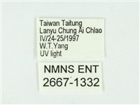 叉紋閃舞蛾藏品圖，第3張