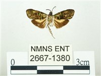 叉紋閃舞蛾藏品圖，第1張