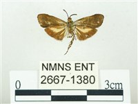 叉紋閃舞蛾藏品圖，第2張