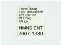 叉紋閃舞蛾藏品圖，第3張