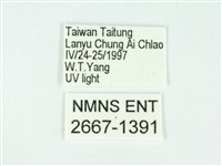 叉紋閃舞蛾藏品圖，第3張