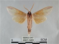 雙黃條天蛾藏品圖，第2張