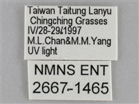 雙黃條天蛾藏品圖，第3張