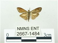 叉紋閃舞蛾藏品圖，第2張