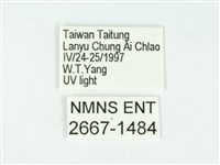 叉紋閃舞蛾藏品圖，第3張