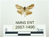 叉紋閃舞蛾藏品圖，第1張