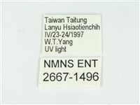 叉紋閃舞蛾藏品圖，第3張