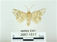 琉球雲紋網蛾藏品圖，第1張