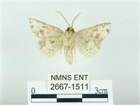 琉球雲紋網蛾藏品圖，第2張