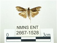 叉紋閃舞蛾藏品圖，第1張