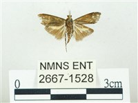 叉紋閃舞蛾藏品圖，第2張