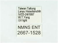 叉紋閃舞蛾藏品圖，第3張