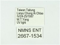 叉紋閃舞蛾藏品圖，第3張