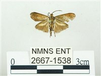 叉紋閃舞蛾藏品圖，第2張