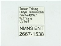 叉紋閃舞蛾藏品圖，第3張