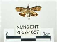 叉紋閃舞蛾藏品圖，第1張