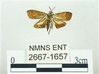 叉紋閃舞蛾藏品圖，第2張