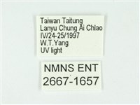 叉紋閃舞蛾藏品圖，第3張