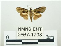 叉紋閃舞蛾藏品圖，第1張