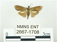 叉紋閃舞蛾藏品圖，第2張