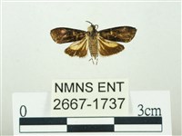 叉紋閃舞蛾藏品圖，第1張