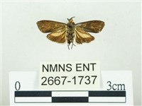 叉紋閃舞蛾藏品圖，第2張