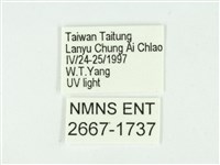 叉紋閃舞蛾藏品圖，第3張