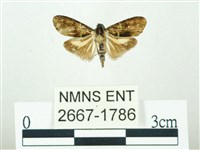 叉紋閃舞蛾藏品圖，第1張