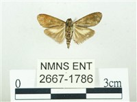 叉紋閃舞蛾藏品圖，第2張