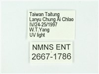 叉紋閃舞蛾藏品圖，第3張