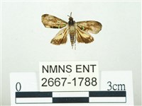 叉紋閃舞蛾藏品圖，第1張