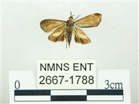 叉紋閃舞蛾藏品圖，第2張