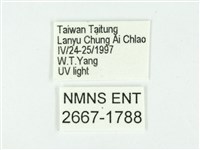 叉紋閃舞蛾藏品圖，第3張