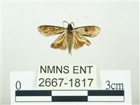 叉紋閃舞蛾藏品圖，第1張