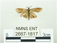 叉紋閃舞蛾藏品圖，第2張