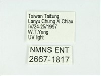 叉紋閃舞蛾藏品圖，第3張