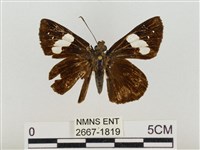 連紋袖弄蝶菲律賓亞種藏品圖，第1張