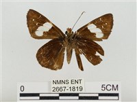 連紋袖弄蝶菲律賓亞種藏品圖，第2張