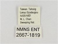 連紋袖弄蝶菲律賓亞種藏品圖，第3張